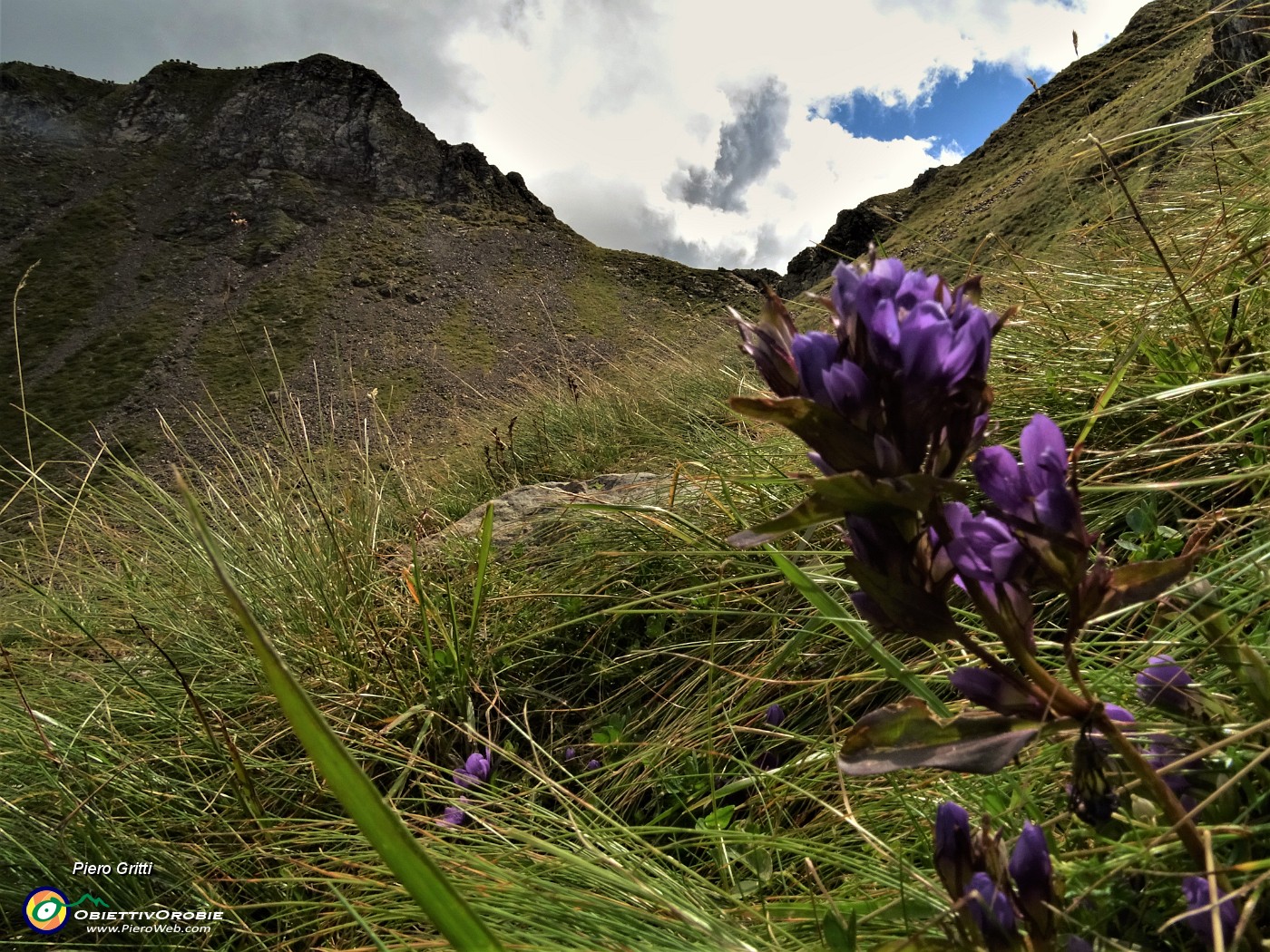 77 Genzianella germanica (Gentianella rhaetica o forse  anisodonta) con vista verso la Bocchetta Triomen.JPG